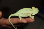 Chamaeleo Calyptratus Babys