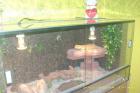 Bartagame männlich mit Terrarium